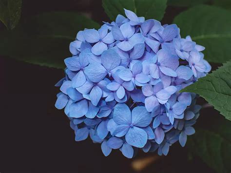 繡花球花語|繡球花花語解析！不只團圓和團聚，不同顏色意義大不同 